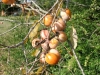 Common persimmon, Eastern persimmon: Fruit
