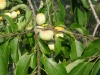 Common persimmon, Eastern persimmon: Fruit