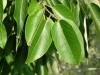 Common persimmon, Eastern persimmon: Leaf
