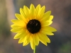 Common sunflower, Annual sunflower: Flower