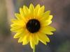 Common sunflower, Annual sunflower: Flower