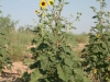 Common sunflower, Annual sunflower: Whole Plant