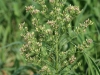 Coulter conyza, Horsetail conyza: Flower