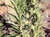 Coulter conyza, Horsetail conyza: Whole Plant