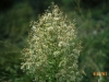 Coulter conyza, Horsetail conyza: Flower