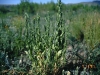 Coulter conyza, Horsetail conyza: Whole Plant
