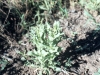 Coulter conyza, Horsetail conyza: Seedling