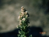 Coulter conyza, Horsetail conyza: Flower