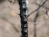 Creosotebrush, Greasewood: Stem