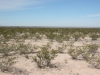 Creosotebrush, Greasewood: Population