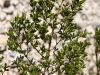 Creosotebrush, Greasewood: Leaf