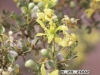 Creosotebrush, Greasewood: Flower