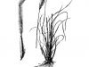 Crinkleawn: Whole Plant