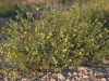 Curlycup gumweed: Whole Plant