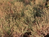 Curlycup gumweed: Population