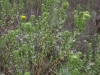 Curlycup gumweed: Whole Plant