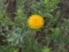 Curlycup gumweed: Flower