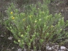 Curlycup gumweed: Whole Plant