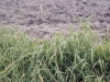 Dallisgrass ergot: Whole Plant