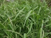 Dallisgrass: Leaf