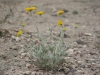 Desert baileya: Whole Plant