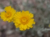 Desert baileya: Flower