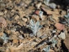 Desert baileya: Seedling