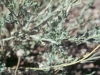 Desert baileya: Leaf