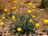 Desert baileya: Whole Plant
