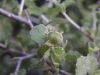 Desert myrtlecroton: Fruit