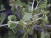 Desert myrtlecroton: Leaf