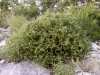 Desert myrtlecroton: Whole Plant