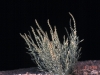 Desert spike: Whole Plant