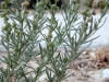 Desert spike: Leaf