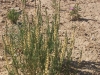 Desert spike: Whole Plant