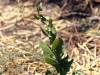 Desert tobacco: Whole Plant