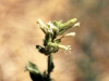 Desert tobacco: Flower