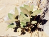 Desert tobacco: Seedling