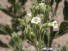 Desert tobacco: Flower