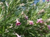 Desert willow: Flower