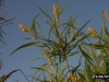 Desert willow: Stem