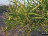 Desert willow: Leaf