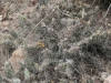 Dog cactus, Dog cholla, Clavellina: Whole Plant