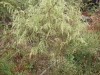 Dogfennel: Whole Plant