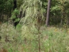 Dogfennel: Whole Plant