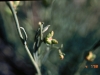 Dutchmans Breeches: Flower