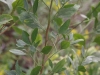 Eastern baccharis: Stem