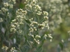 Eastern baccharis: Flower