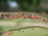 Eastern gamagrass: Flower