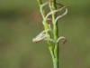 Eastern gamagrass: Flower